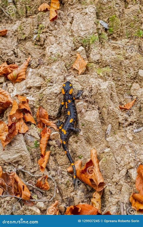 Salamandra De Salamandra De Salamandre De Feu D Europaean Image Stock