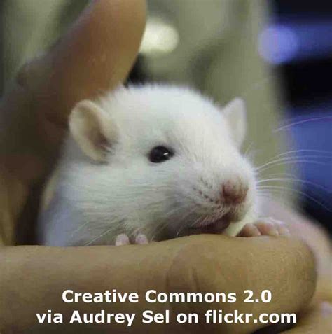 Driving Rats Esl Lesson Plan Breaking News English Lesson