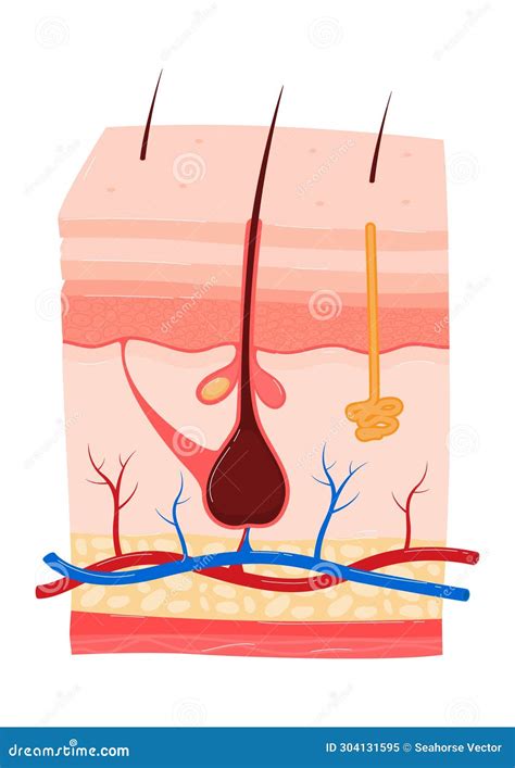 Detailed Cross Section Of Human Skin Layers Shows Hair Follicle Sweat