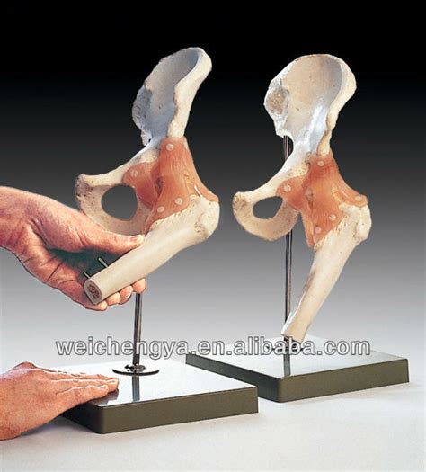 Life Size Hip Joint High Quality Life Size Hip Joint On Bossgoo