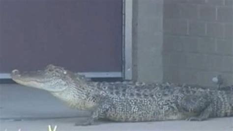 Gator Shows Up on School's Doorstep Video - ABC News