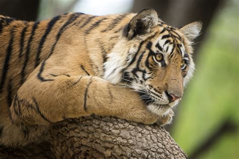 Bengal Forest Dept radio collars tiger in Sunderban Tiger Reserve - The Statesman