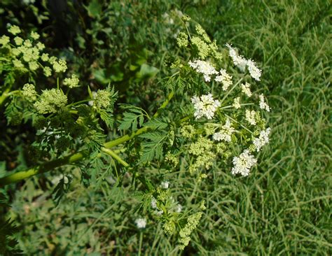 Conium maculatum - Изображение особи - Плантариум