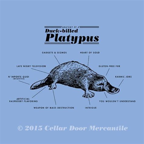 Anatomy Of A Platypus - Anatomy Book