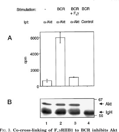 Pdf The Inositol Phosphatase Ship Inhibits Akt Pkb Activation In B