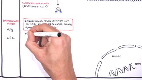 Overview Of Fluid And Electrolyte Physiology Fluid Compartment Youtube