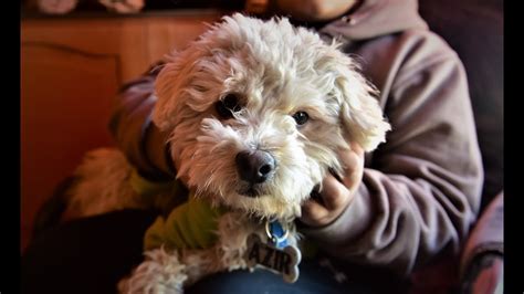 Un Perro Se Despidi De Su Due O Con Un Aviso En El Diario Y Emocion