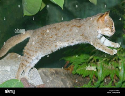 Rusty Spotted Cat Prionailurus Rubiginosus Felis Rubiginosus