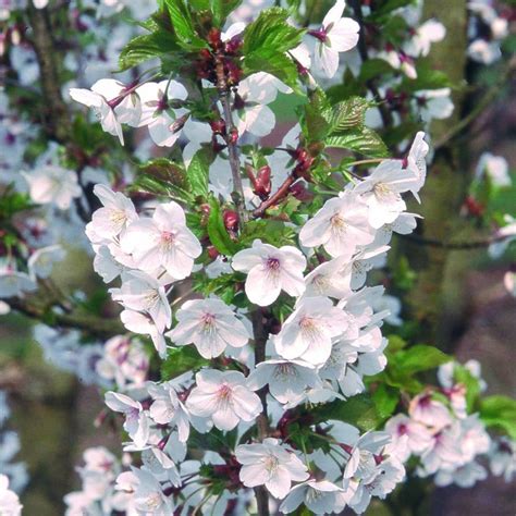 Small Blossom Trees Uk Mbi Garden Plant