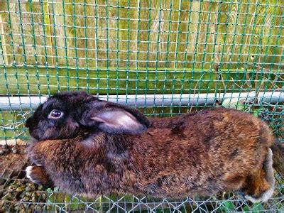 10 Reasons To Raise Meat Rabbits And 4 Reasons Not To Greneaux Gardens