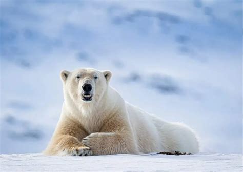 Grizzly Bears vs Polar Bears - AnimalBehaviorCorner