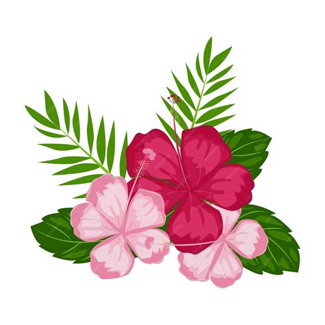 Premium Vector | Illustration Beautiful Pink Hibiscus Flowers Blossom