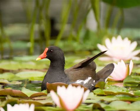 Common Moorhen - Facts, Diet, Habitat & Pictures on Animalia.bio