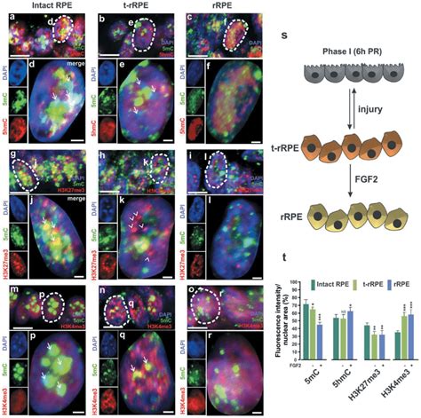 Early Re Patterning And Differential Levels Of Histone And Dna