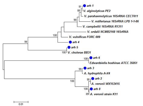 The Neighbour‐joining Nj Phylogenetic Tree Based On Partial 16s Rrna