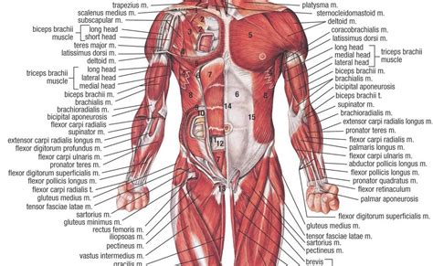 SISTEMA OSEO Y MUSCULAR SISTEMA MUSCULAR