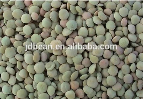 Green Lentils Hps Quality Dry Green Exportlentils Manufacturers