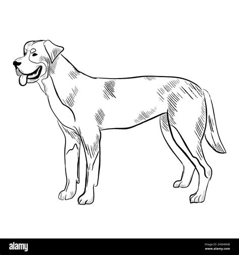 Hand drawn dog breed vector sketch Stock Vector Image & Art - Alamy