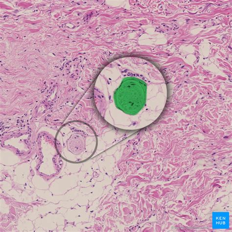 Peripheral nerves histology | Peripheral nerve, Nerve, Science notes