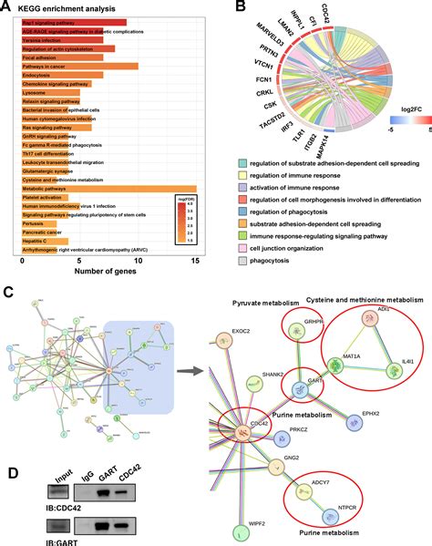 Proteomics And Metabolic Characteristics Of Boar Seminal Plasma