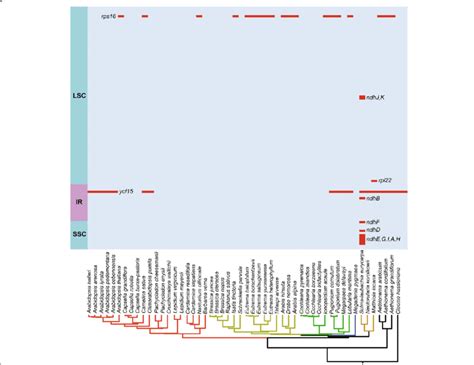 Loss of chloroplast protein-coding genes across Brassicaceae. Below are ... 