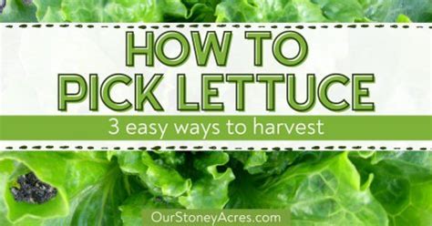 How to Harvest Lettuce? - Our Stoney Acres