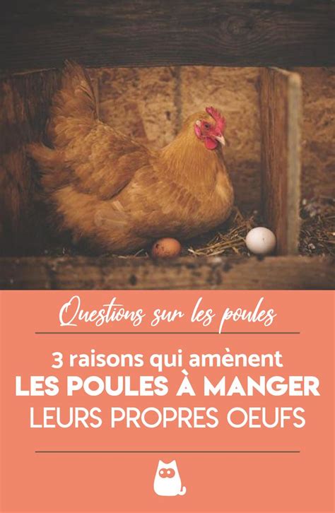 Pourquoi Les Poules Mangent Leurs Ufs Causes Et Solutions Poule