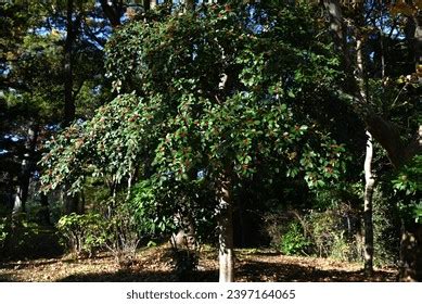 Fruit Of Ilex Rotunda Photos Images Pictures Shutterstock