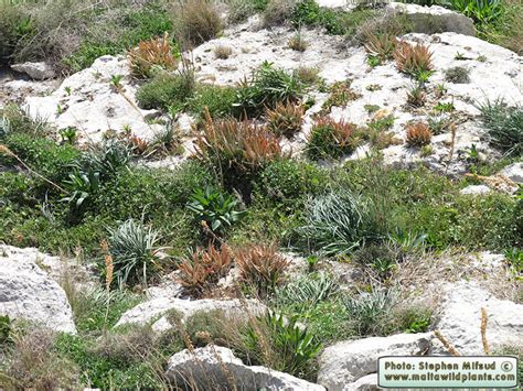 Aloe Vera Yellow Aloe The Online Flora Of The Maltese Islands