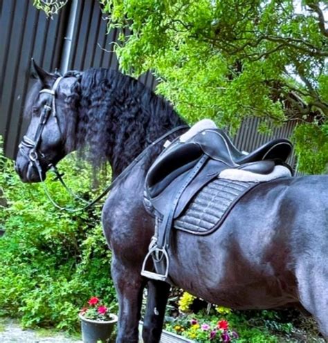 Djurre Friesian Horse For Sale