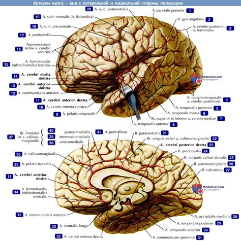 Артерии мозга - по атласу анатомии