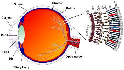 electromagnetic spectrum visible waves science news