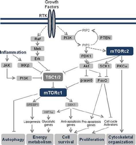 Schematic Representation Of The MTOR Signaling Pathway Akt Protein