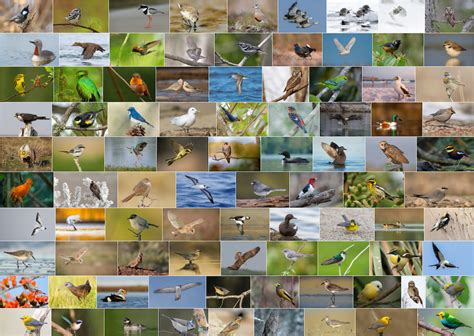 Marsh Warbler Acrocephalus Palustris Media Search Macaulay