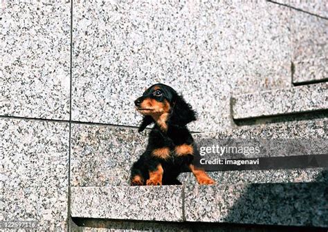 Black Miniature Dachshund Photos and Premium High Res Pictures - Getty ...