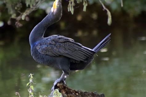 Fakta Kormoran Pemakan Oportunis Yang Pandai Menyelam