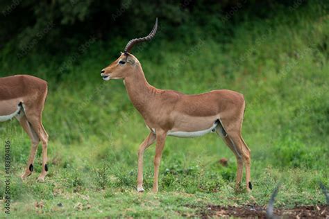 Side view of a male Impala with gorgeous twisted horns showing the beautiful trophy in its ...