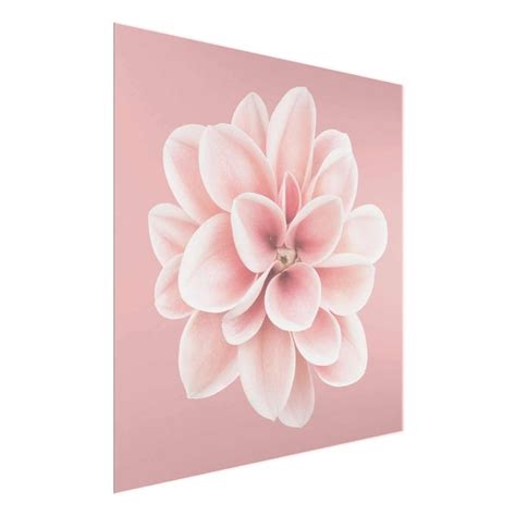 Dahlie Rosa Blush Blume Zentriert Glasbild Als Quadrat Kaufen