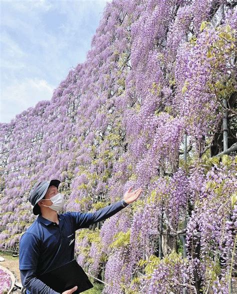 花房たわわ圧巻のフジ 大藤まつり開幕 温暖で3日前倒し あしかがフラワーパーク：東京新聞デジタル