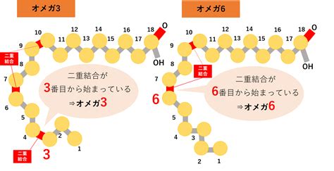 【油博士コラム⑦】脂肪酸の種類（多価不飽和脂肪酸） マルタのえごま