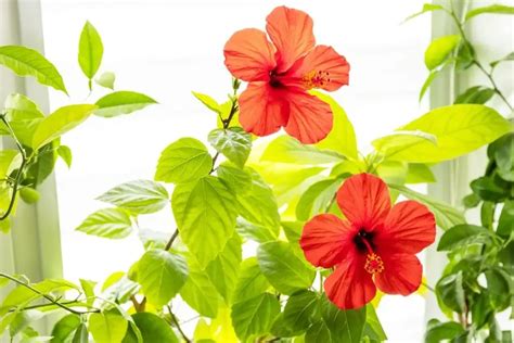 Hibiscus Winter Care Best Tips For Healthy Plant