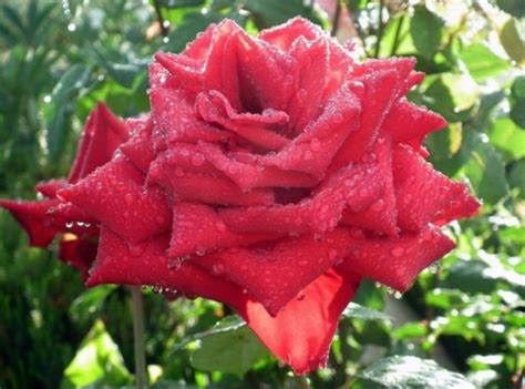 gambar bunga mawar terlengkap  warna putih ungu pink hitam