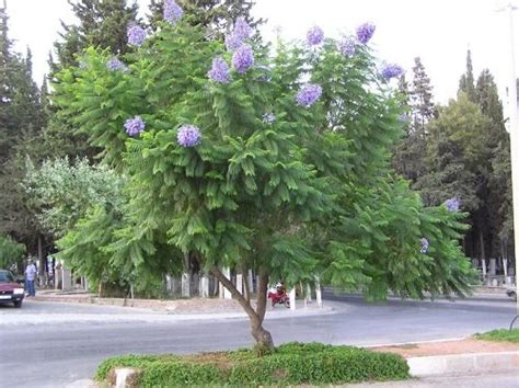 17 Beautiful Trees With Purple Flowers Purple Flowering Trees