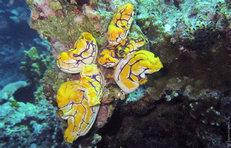 Национальный парк Бунакен | Удивительный мир