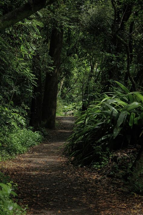 La Nature Forêt Arbres Photo gratuite sur Pixabay Pixabay