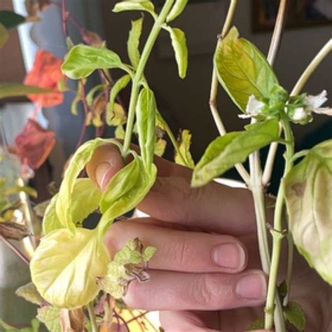 how to take care of a sweet basil plant