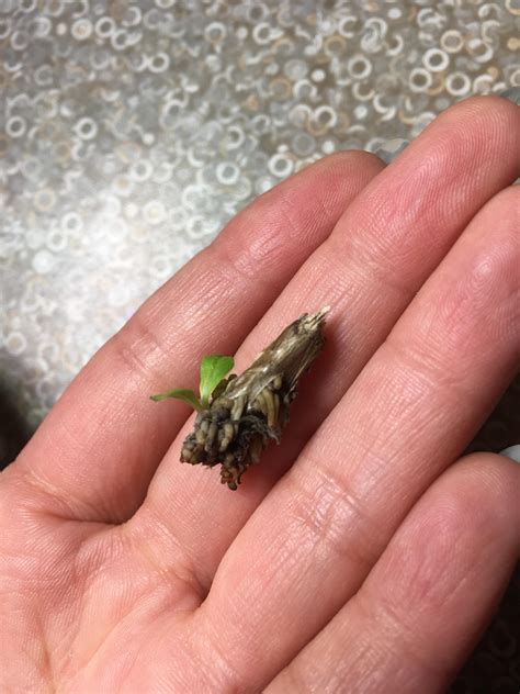 This was part of the woody stem of my basil plant. Are those roots