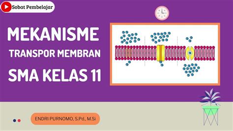 Jawab Soal Aktivitas Tentang Transpor Aktif Materi Biologi Kelas Hot