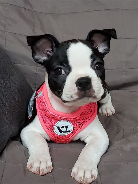 Choosing the Perfect Name for Your Boston Terrier Girl
