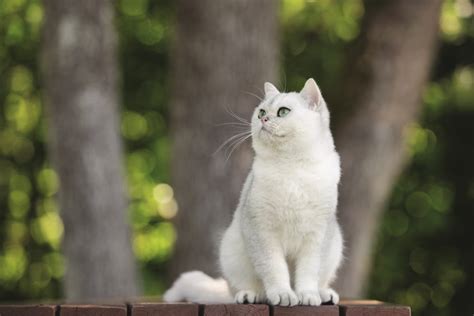 Gatto British Shorthair Origine Carattere E Salute